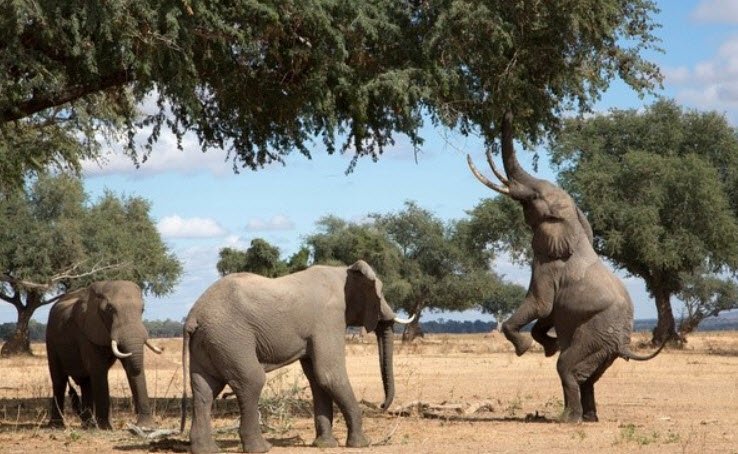 Tamor Pingla Wildlife Sanctuary